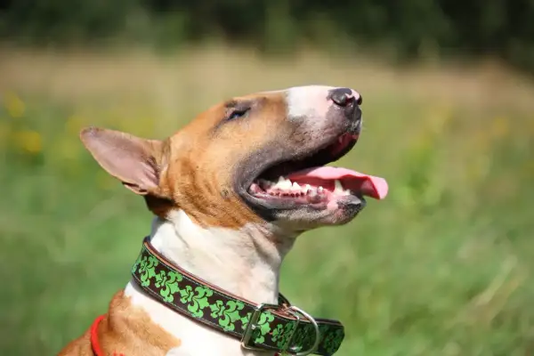 Bull terrier, pies o charakterystycznym wyglądzie, z językiem na wierzchu, w zielonej obroży.