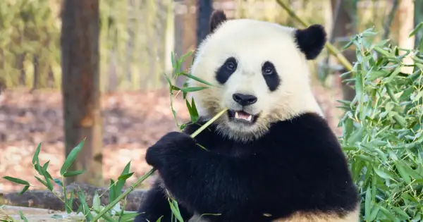 Panda zajada świeży bambus, swój ulubiony przysmak. Wesoło chrupie zielone pędy, otoczona gęstą roślinnością.