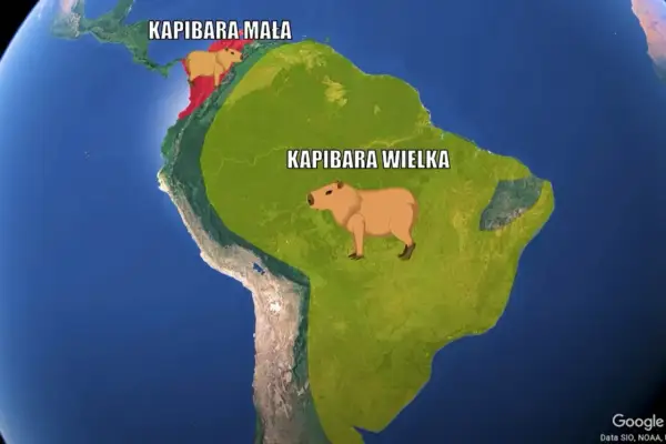 Mapa Ameryki Południowej z zaznaczonymi obszarami występowania kapibary wielkiej (zielony) i kapibary małej (czerwony).