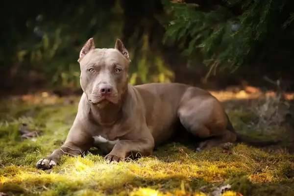 Potężny, brązowy pitbull miniaturka leży na trawie pod drzewem.