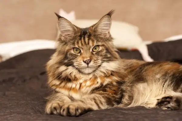 Majestatyczny maine coon, którego imponująca waga świadczy o jego rasie, leży na ciemnym tle.