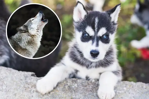 Mały husky, przyszły wilk, patrzy z zaciekawieniem. Obok wilk wyjący do księżyca.