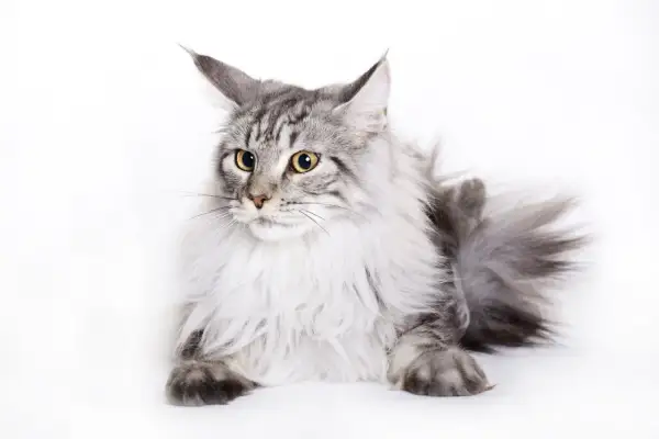 Piękny kot rasy Maine Coon, który może żyć nawet 15 lat, leży na białym tle.
