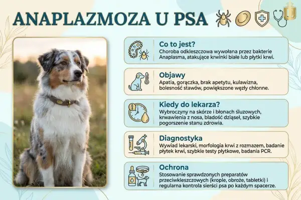 Anaplazmoza u psa: objawy, kiedy do weterynarza, diagnostyka i ochrona. Zdjęcie przedstawia psa rasy Australian Shepherd.