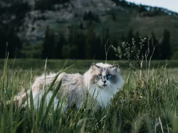 Puszysty kot z niebieskimi oczami w trawie. Czy ma 7 czy 9 żyć? To powiedzenie zna każdy.