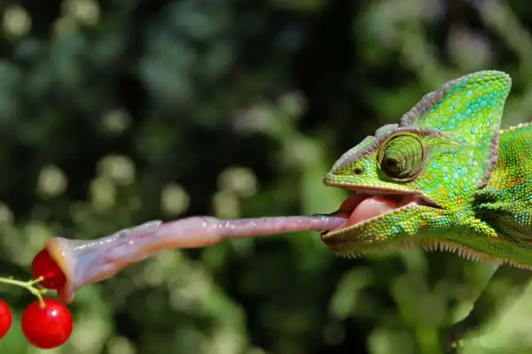 Zielony kameleon wyciąga długi, lepki język, by złapać czerwone jagody. Tak właśnie działa ten niezwykły gad, co je kameleon.