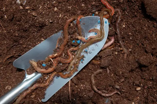 Dżdżownice na łopatce, wśród niebieskich granulek. Ziemia wokół sugeruje, co jedzą dżdżownice – resztki organiczne.