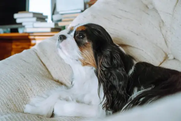 Spokojny pies do mieszkania, Cavalier King Charles Spaniel, leży na kanapie, zamyślony.