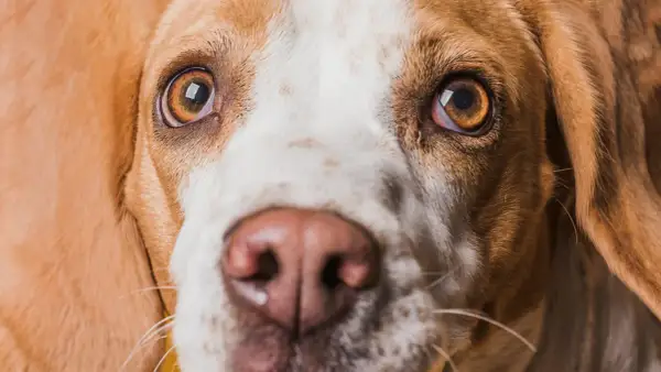 Zbliżenie na pysk psa rasy beagle. Widać jego brązowe oczy, jedno z nich jest lekko zaczerwienione, co może sugerować czerwone oko u psa.