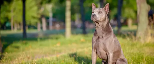 Szlachetny pies rasy thai ridgeback, siedzący na trawie. Zastanawiasz się nad thai ridgeback cena?
