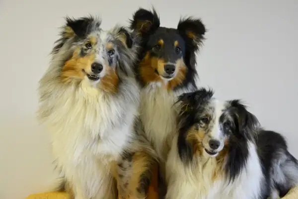 Trzy urocze psy rasy szkocki pies, w tym jeden w umaszczeniu blue merle, siedzą obok siebie, prezentując swoje piękne, długie futro.