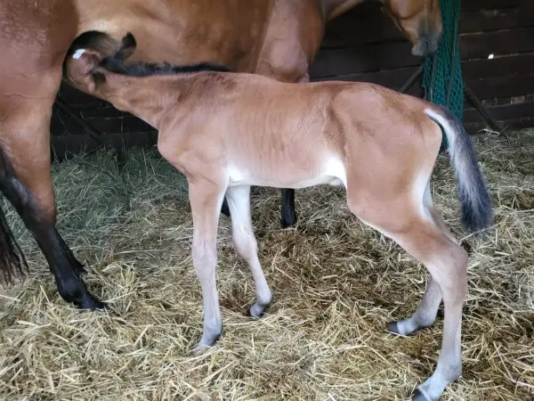 Nowy źrebak pije mleko od matki. To piękny widok odbierania porodów koni.