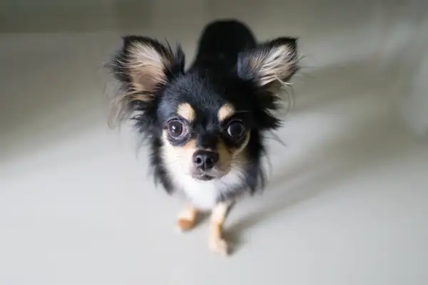 Uroczy chihuahua z wielkimi oczami, czeka na swojego właściciela. Sprawdź chihuahua cena!