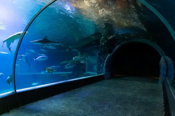 Podwodny tunel w oceanarium Ustka. Rekiny i ławice ryb pływają w akwarium, tworząc magiczny widok.