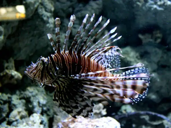 Oceanarium Lublin – wyjątkowe atrakcje, godziny otwarcia i ceny biletów