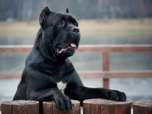 Potężny, czarny pies rasy cane corso, największy przedstawiciel tej rasy, opiera się o drewniane pnie.
