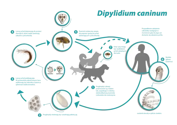 Cykl rozwojowy tasiemca psiego (Dipylidium caninum). Pchły zarażają psy i koty, a przypadkowo także ludzi.