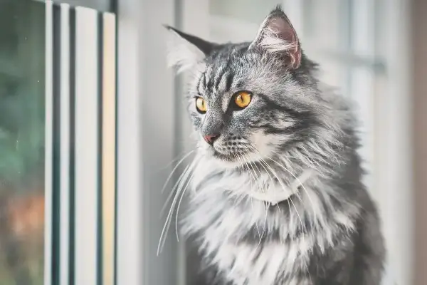 Piękny kot z długą sierścią, prawdopodobnie krzyżówka Maine Coon, z bursztynowymi oczami spogląda przez okno.