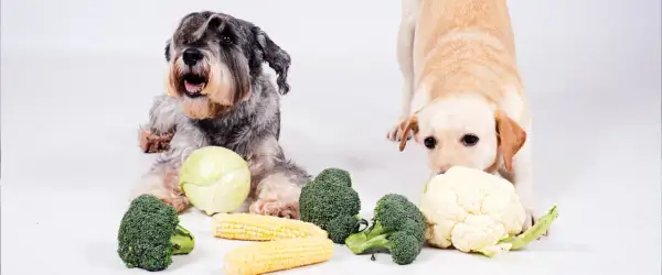Dwa psy badają warzywa. Czy pies może jeść kalafior? Labrador wącha kalafior, a sznaucer leży obok brokułów i kapusty.