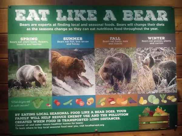 Plakat informacyjny o diecie niedźwiedzi w różnych porach roku, z ilustracjami niedźwiedzi i jedzenia.