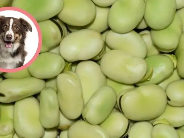 Uroczy piesek zastanawia się, czy pies może jeść bob. Dużo zielonych bobów w tle.