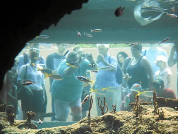Ludzie oglądają ryby w oceanarium Kraków. Kolorowe ryby pływają w akwarium, a zwiedzający przyglądają się im z zaciekawieniem.