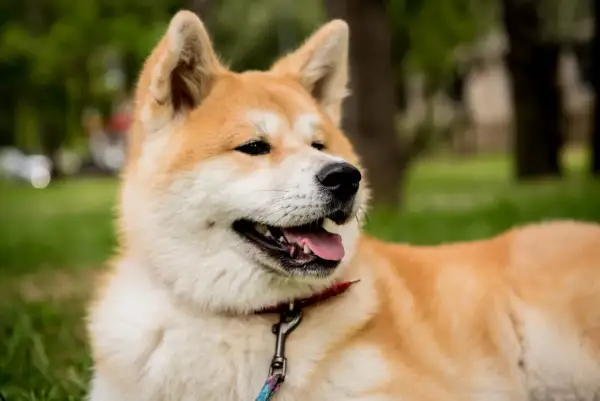 Portret psa rasy Akita Inu z otwartym pyskiem i wystawionym językiem, na tle zieleni.