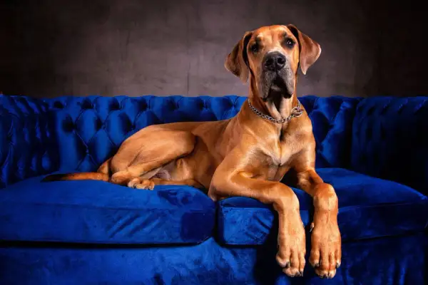 Brązowy dog niemiecki, jeden z bardzo dużych psów, leży na aksamitnej, niebieskiej kanapie.