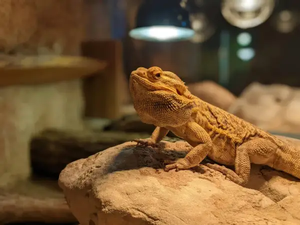 Agama brodata, ciekawy gad, żyje nawet 15 lat. Siedzi na kamieniu pod lampą.