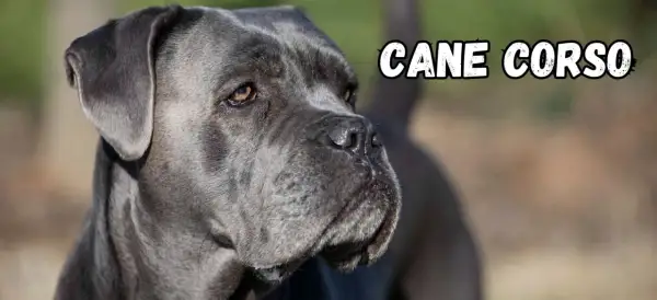 Szary pies rasy Cane Corso, znany ze swojego lojalnego charakteru, patrzy w bok.