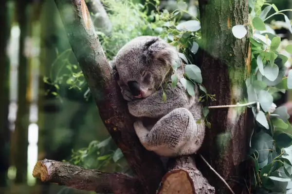 Czym się żywi koala? Odkryj tajemnice ich diety i żywienia