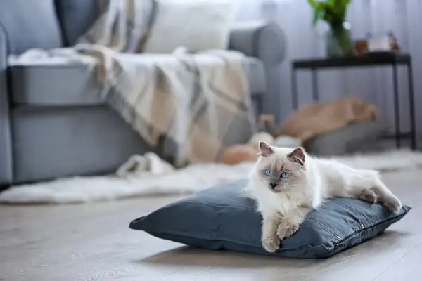 Piękny kot rasy Ragdoll z niebieskimi oczami leży na poduszce. Zastanawiasz się, ile kosztuje kot tej rasy?