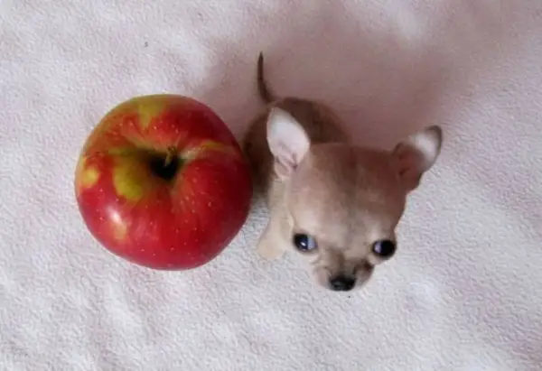 Uroczy, najmniejszy pies świata, chihuahua, obok jabłka.