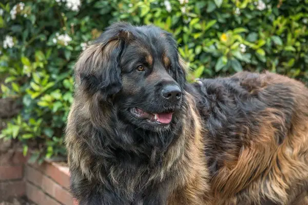 Leonberger o łagodnym usposobieniu, z puszystą sierścią, patrzy w bok na tle zieleni.