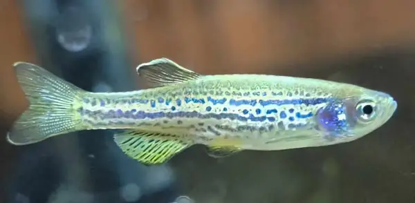 Danio pręgowane z niebieskimi plamkami, idealne do akwarium z odpowiednią temperaturą wody.