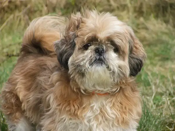 Uroczy shih tzu miniaturka z puszystą sierścią i zawiniętym ogonem pozuje na tle trawy.