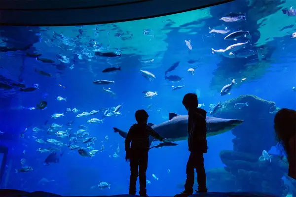 Oceanarium Majorka - fascynujące atrakcje i praktyczne informacje