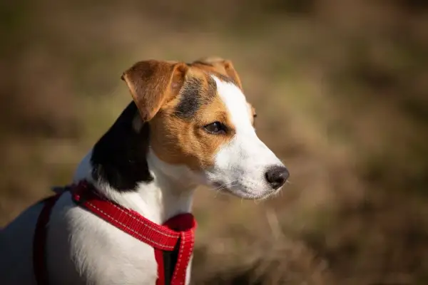 Jack Russell Terrier o żywym usposobieniu, z uwagą obserwuje otoczenie.
