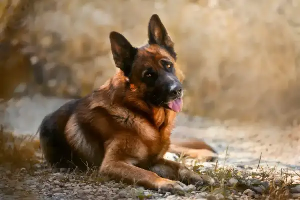 Piękny owczarek niemiecki leży na kamieniach. Jego waga, jak u większości przedstawicieli tej rasy, mieści się w przedziale 22-40 kg.