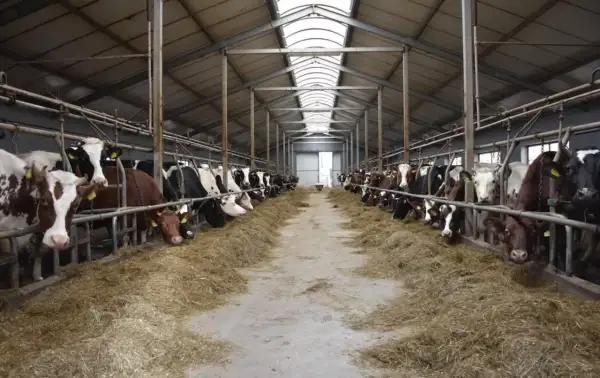 Wielka obora pełna krów, które jedzą siano. Widać, co je krowa, gdy jest karmiona.
