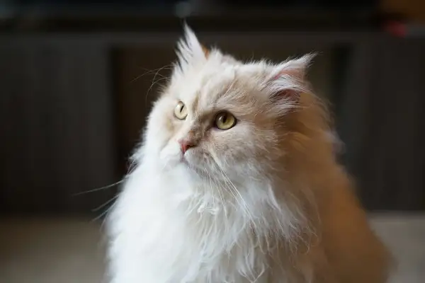 Puszysty pers o kremowym futrze i bursztynowych oczach spogląda w górę z zaciekawieniem.
