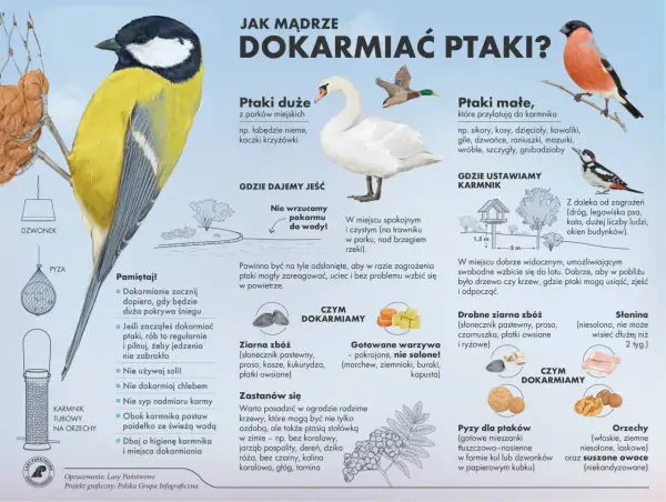 Ptaki jedzą ziarna zbóż, warzywa, słoninę i orzechy. Unikaj chleba i soli.