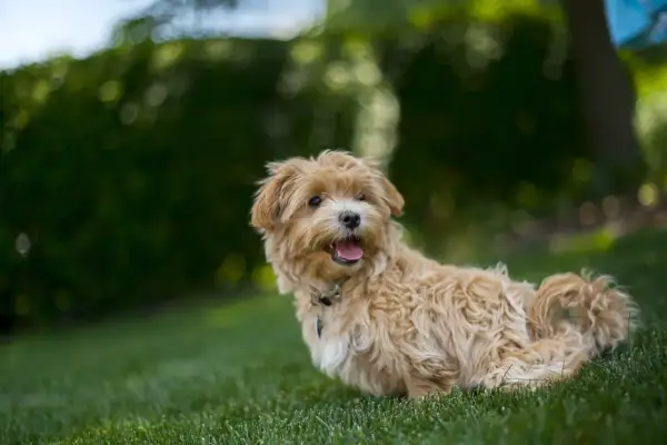 Uroczy maltipoo f1 z puszystą, beżową sierścią siedzi na zielonej trawie, z językiem na wierzchu, gotowy do zabawy.
