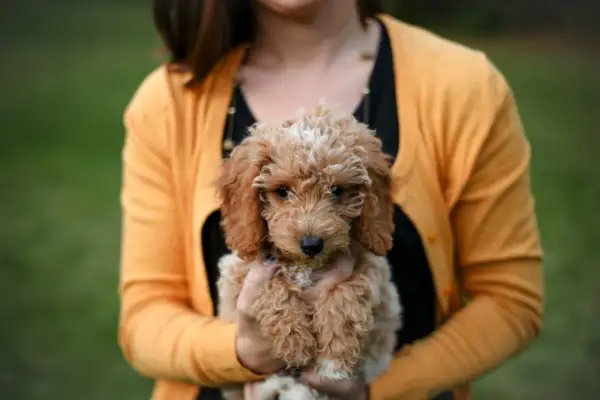 Uroczy goldendoodle mini w objęciach kobiety w żółtym sweterku.