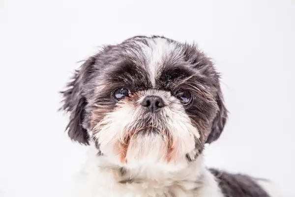 Uroczy shih tzu tricolor z puszystą sierścią i błyszczącymi oczami patrzy prosto w obiektyw.