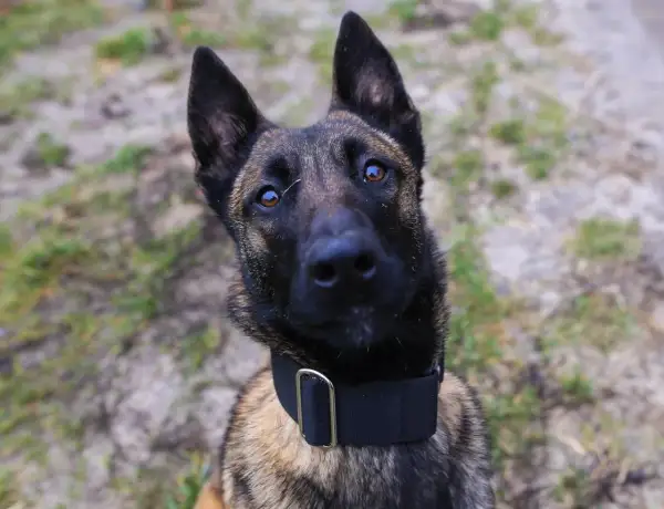 Czujny pies policyjny rasy malinois, z uwagą patrzy w obiektyw.