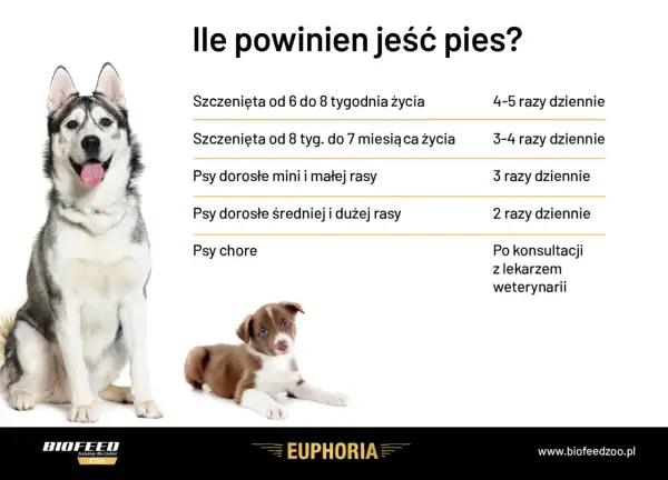 Tabela: ile powinien jeść szczeniak i dorosły pies. Podano zalecenia dla szczeniąt w różnym wieku, psów małych, średnich i dużych ras oraz chorych.