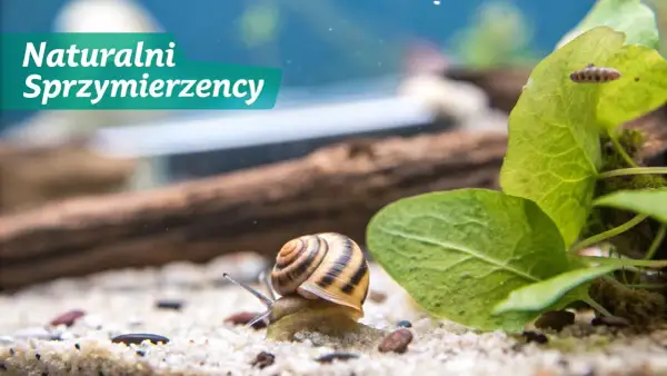 Ślimak w akwarium, naturalny sprzymierzeniec w walce o czystość. Dowiedz się, jak pozbyć się ślimaków z akwarium, gdy stają się problemem.