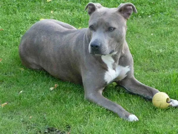 Amstaff groźny, ale z piłeczką w łapach. Pies leży na trawie, czujnie obserwując otoczenie.