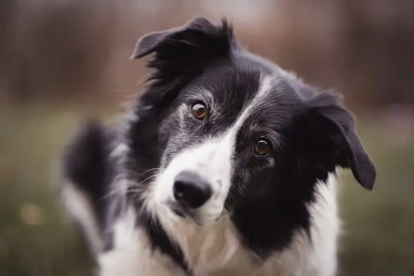 Czarno-biały border collie z bystrymi oczami, jego waga jest idealna do długich spacerów.